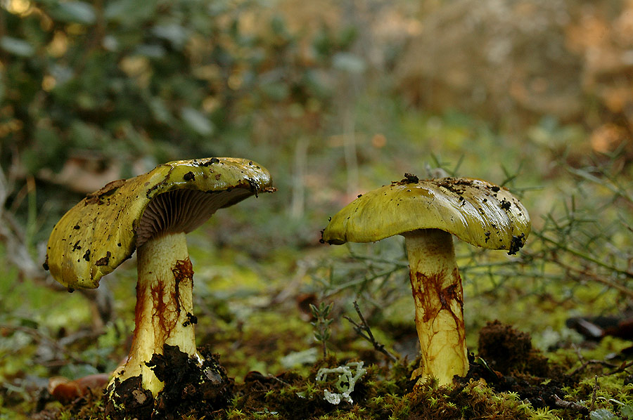 Cortinarius ionochlorus